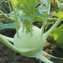 Les serres des prés