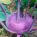 Les serres des prés