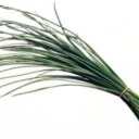 Les serres des prés