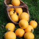 Les serres des prés