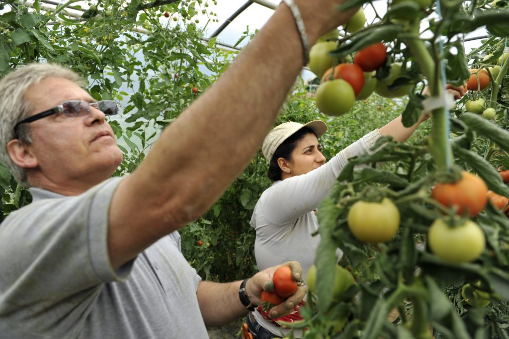 Employés récoltant des tomates